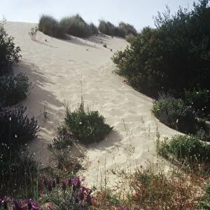 Italy, Sardinia Region, Costa Verde, Medio Campidano province, Piscinas dunes nearby Arbus, Vegetation