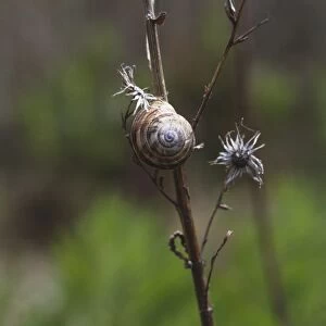 Italy, Tuscany, a Roman Snail (Helix pomatia) on the stem of a dry plant, close-up