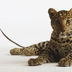 Jaguar (Panthera onca) lying down