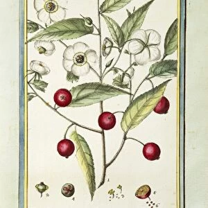 Jamaican cherry (Muntingia calabura), watercolour by Delahaye, 1789
