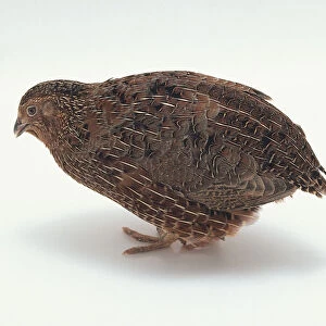 A Japanese quail