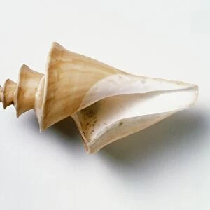 Japanese wonder shell (Thatcheria mirabilis)