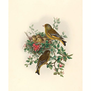 January Greetings Card Collection: 1 Jan 1881