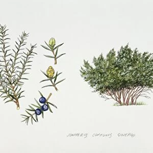 Juniper (Juniperus communis), illustration
