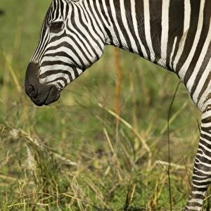 Kenya, near Nairobi, Nairobi National Park, Burchells zebra, head in profile