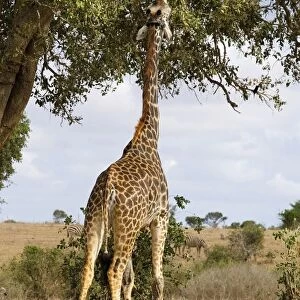 Kenya, Tsavo National Park, giraffe eating leaves from tree, rear view