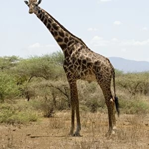 Kenya, Tsavo National Park, giraffe in savannah landscape