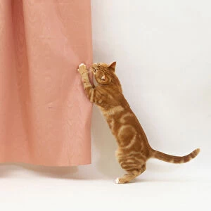 A kitten scratching a curtain