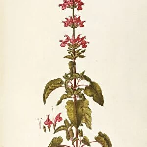 Labiatae or Lamiaceae, Scarlet Sage (Salvia coccinea Juss), Herbaceous Annual plant for flower beds native to Northern-Central America, by Giovanni Antonio Bottione, watercolor, 1770-1781