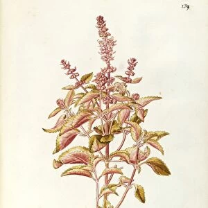 Labiatae or Lamiaceae, Sweet Basil (Ocimum basilicum), Herbaceous Annual plant for flower beds and as aromatic plant, native to Western and tropical Asia, by Francesco Peyrolery, watercolor, 1753