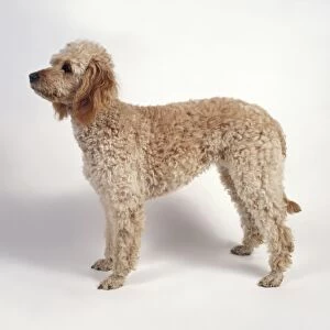 Labradoodle dog standing, side view