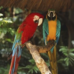 Two large bright coloured parrots on a branch