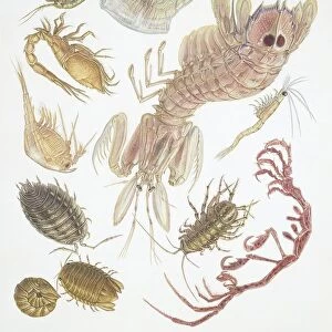 Large group of Crustaceans, illustration