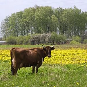 Latvia, Salacgriva, cow in a field of dandelions
