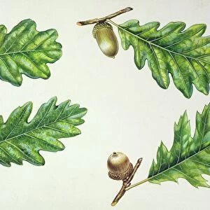 Leaves and acorns of Pedunculate oak Quercus robur, Sessile oak Quercus sessilis, Turkey oak Quercus cerris and Northern red oak Quercus rubra, illustration