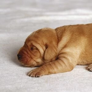 Light brown puppy with soft wrinkling skin, shar pei, sleeping, side view