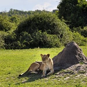 Lion. Chobe National Park. Botswana