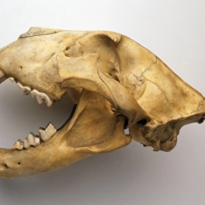Lion skull, side view