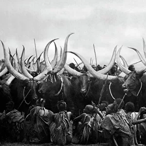 Livestock, Ruanda-Urundi, Belgian Congo, africa 1920 1930