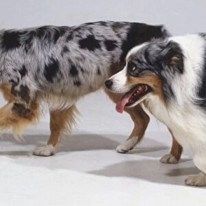 Two long-haired Australian shepherd dogs with coarse multicolored coats walk side-by-side while panting