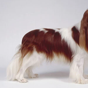 A long-haired brown and white Cavalier King Charles spaniel with long dangling ears, side on position