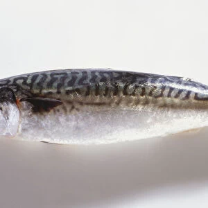 Whole Mackerel (Scombridae), side view