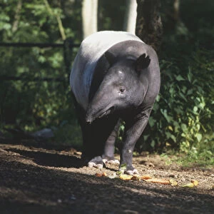 Malayan Tapir, Tapirus indicus, with head tilted sideways, standing on forest ground