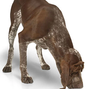 Male chestnut brown and white Bracco Italiano dog smelling flloor