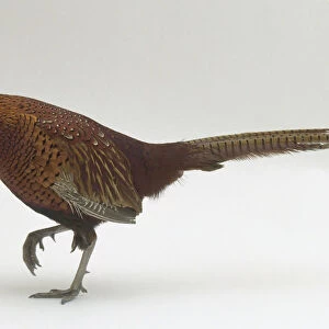 Male Common pheasant (Phasianus colchicus) on one leg, side view