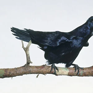 A male Rook (Corvus frugilegus) cawing on a branch, side view