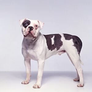 Male white and brown American Alapaha Blue Blood Bulldog standing, showing distinctive blue eyes