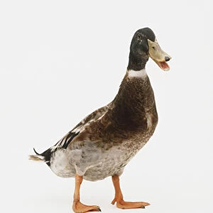 Mallard duck (Anas Platyrhynchos) standing with beak open
