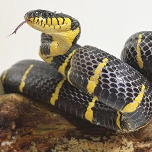 Mangrove snake, striking black and yellow stripes, forked tongue flickering out of notch in upper jaw, above mouth