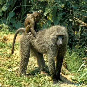 Baboons Print featuring Baboon Cubs