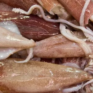 Squids Squids