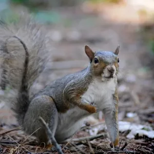 Squirrel Squirrel