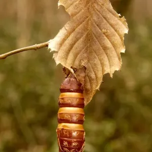 Larva Larva
