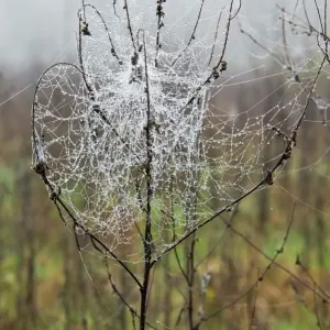 Spider Spider