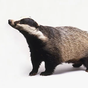 Meles meles (Old world badger, Eurasian badger). Family Mustelidae. Badger viewed from the side