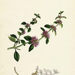 Mentha Pulegium, var. decumbens, Penny-royal