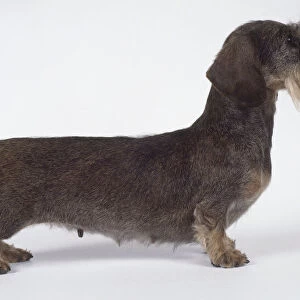 Miniature wire haired dachshund: miniature dachshund, on all fours, side on