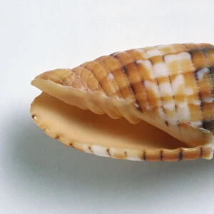 Mitra puncticulata, Dotted Mitre Shell, solid with rounded stepped whorls on spire, vertical ridges, orange with black and white markings