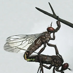 Model Empid flies (Empididae) mating, hanging from branch and holding onto prey wrapped in silk cocoon