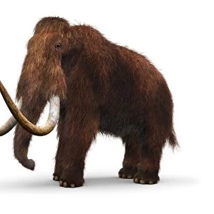 Model of Wooly Mammoth (Mammuthus primigenius)
