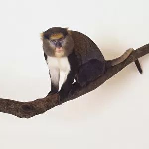 Mona Monkey (Cercopithecus mona) blue and pink face, bright yellow eyebrows, perched on branch, head turned to front, side view