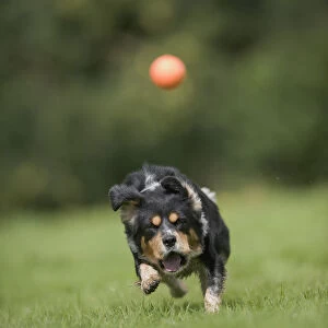 Mongrel dog chasing ball