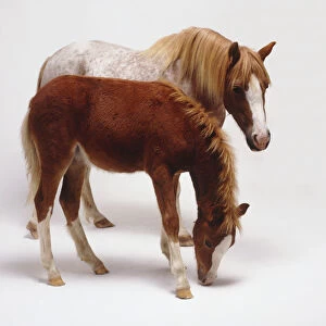 Five month old chestnut brown foal, bending his head to the ground, standing next to mature light-coloured horse, side view