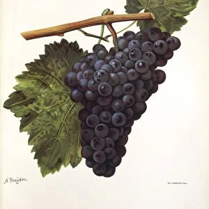 Moreto grape, illustration by A. Kreyder