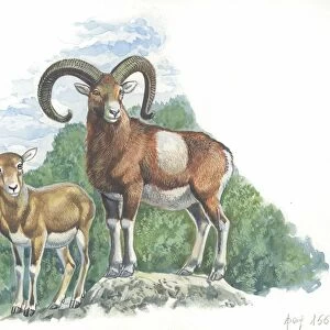 Mouflon Ovis aries or musimon with young, illustration