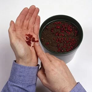 Moving Viburnum berries from palm of hand onto compost in plant pot